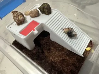 乌龟寄居蟹躲避屋和爬梯Hermit crab dodging houses and stairs