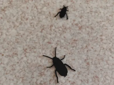 beatle , cockroach , prank