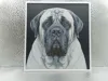 English Mastiff_161x170_A1 Mini