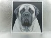 English Mastiff_161x170_X1C