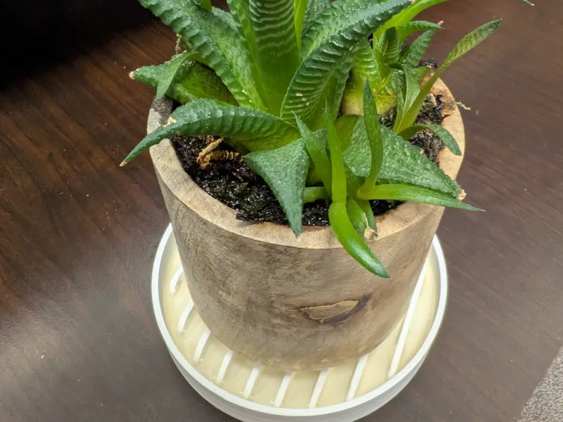 Small Planter Drain Tray