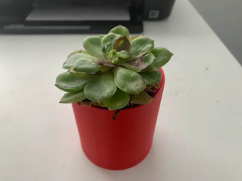 Mini self watering planter
