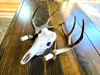 XL Whitetail Bases - Antler Mount - With Bullet Anchors