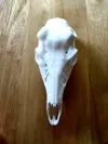 XL Whitetail - 50% Scale for BAS Antlers