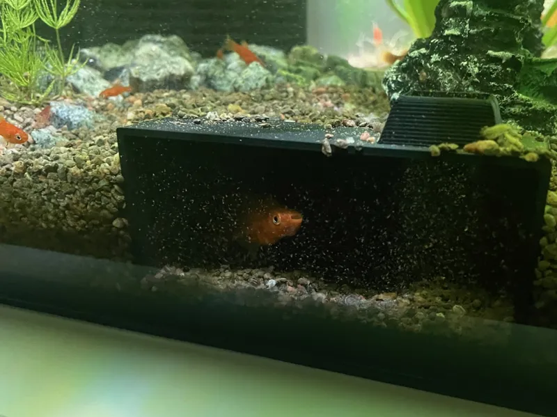 Shrimp & Nano Fish Hideout
