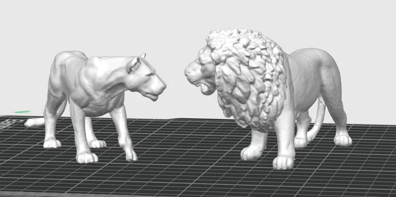 Lion Couple