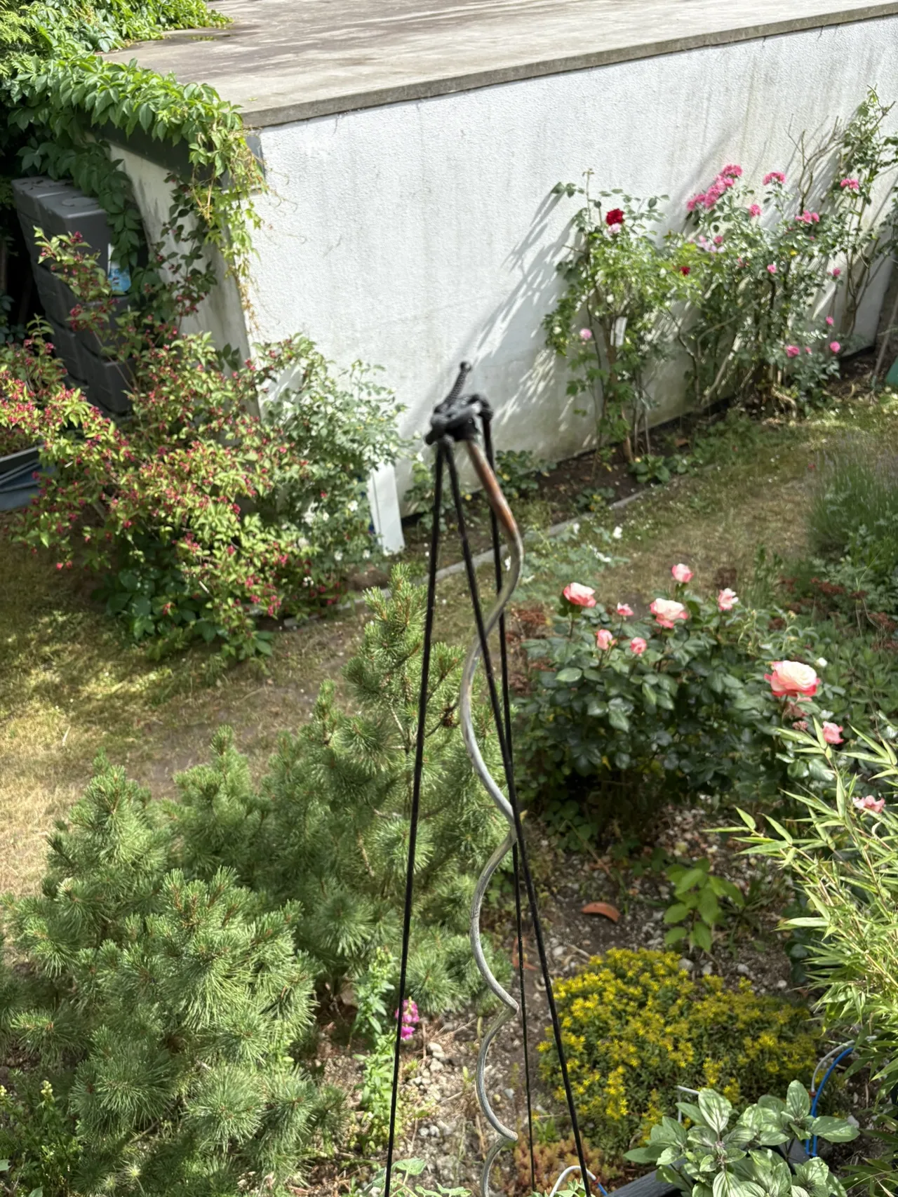 tomaten Stangen halterung Zentrierung befestigung view 3