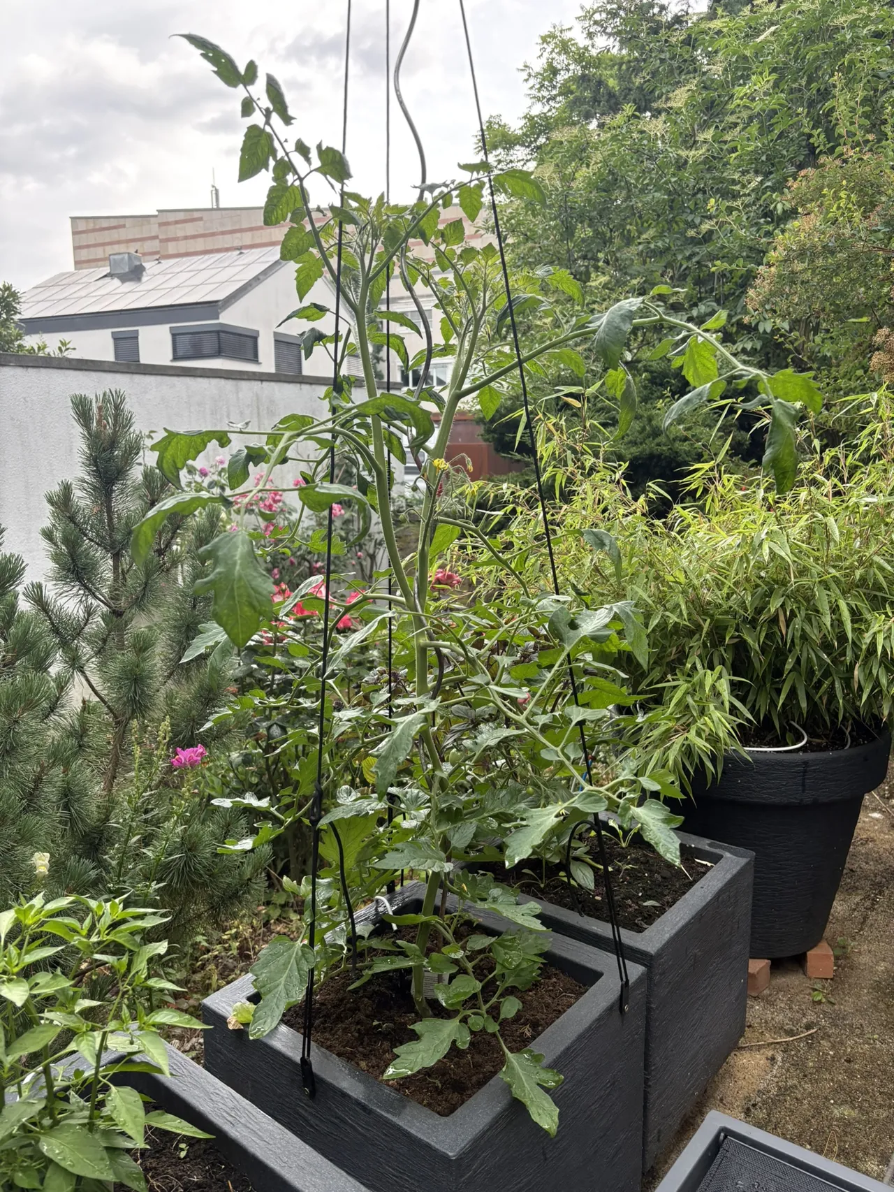 tomaten Stangen halterung Zentrierung befestigung view 4