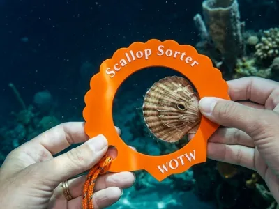 Scallop Sorter, Sizer, Gauge, Ring, Fishing