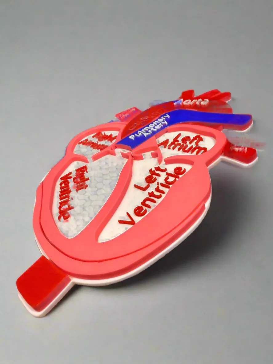 Diagrama de anatomía del corazón humano por Luxe Creations - MakerWorld