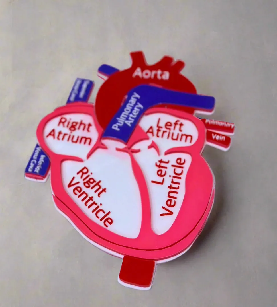 Diagrama de anatomía del corazón humano por Luxe Creations - MakerWorld