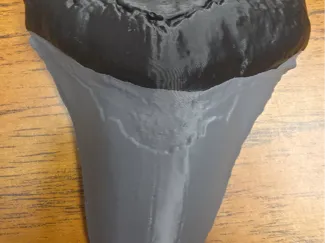 Shark Tooth