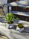 Smaller Turtle Planter (11cm)