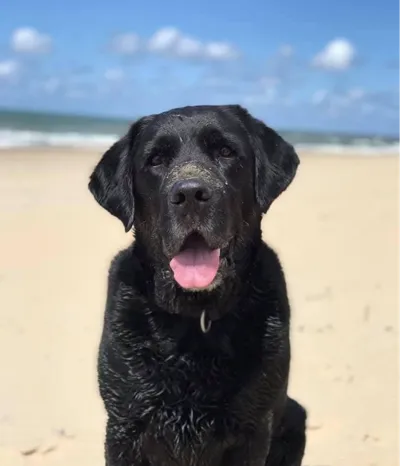Labrador litophane