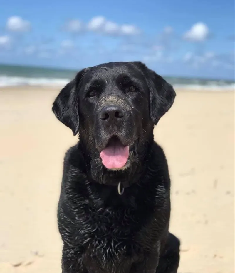 Labrador litophane