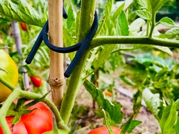 SUPlante le super support de plante