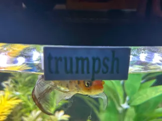 for my fish