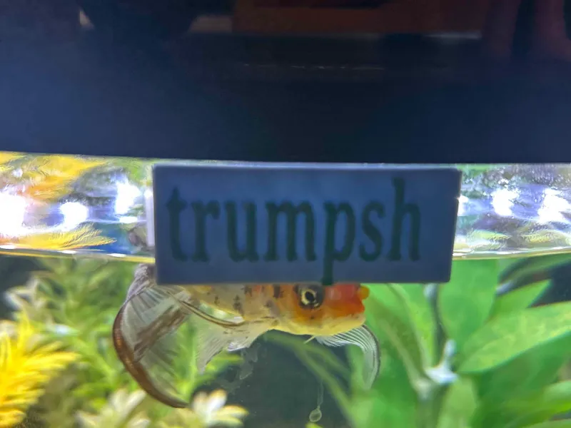 for my fish