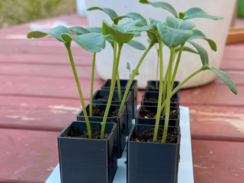 Wicking seedling tray with 8x35mm splitting cups