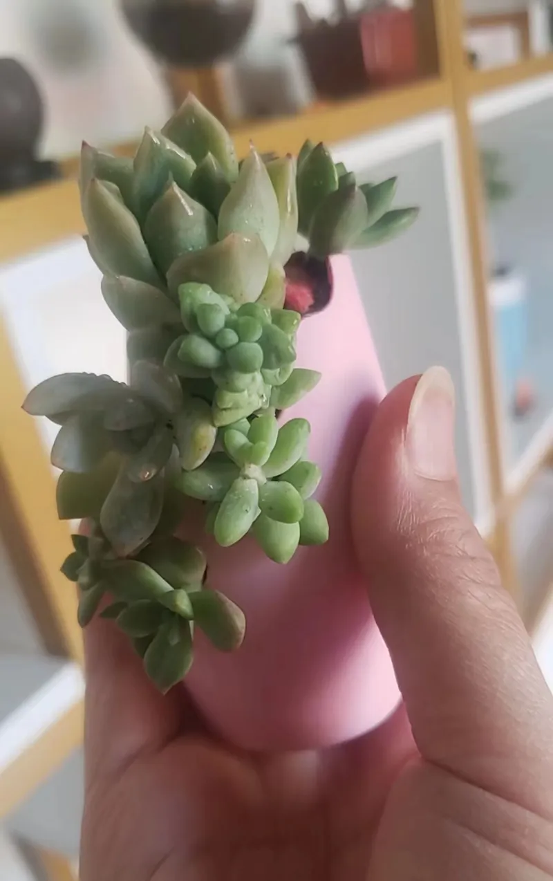 拇指花盆