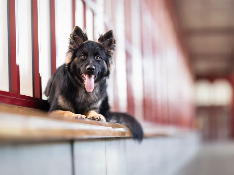 german shepherd