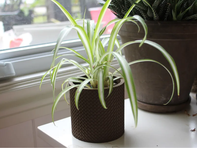 Cross Planter 
