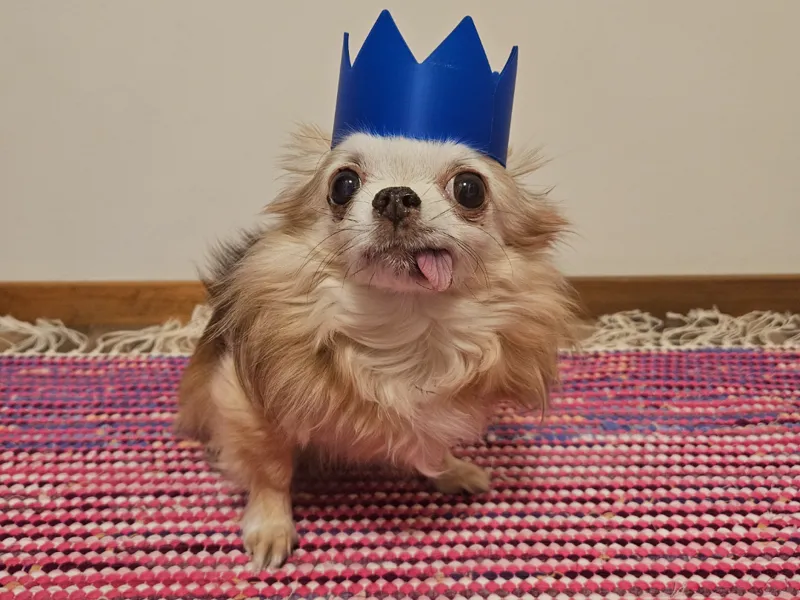 Small Crown