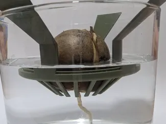 Single Avocado Seed Sprouter for a Glass