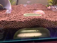 Cachette tranquille pour poisson — photo 3
