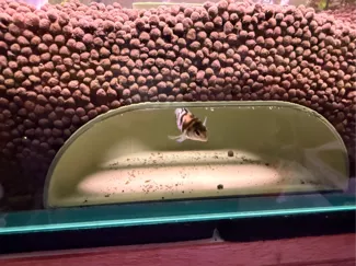 讓魚靜一靜／魚洞穴