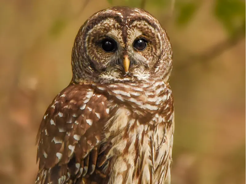 Owl #4 Lithophane