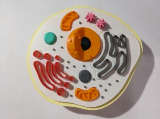 Animal cell model puzzle