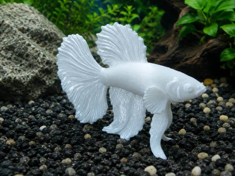 Betta fish