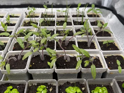 Seed starting system - 5x5 pots with lid