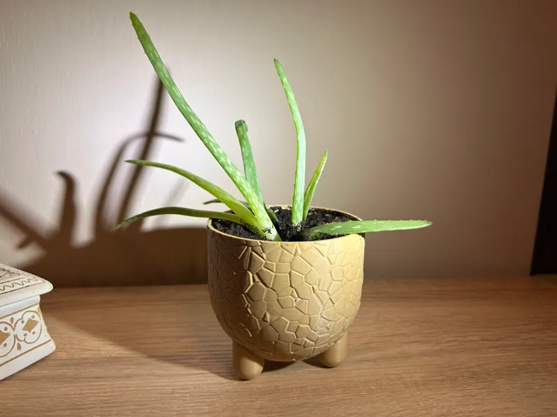 Voronoi Planter with Legs