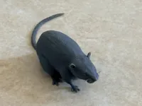 Rat de rue - rapide et léger — photo 2