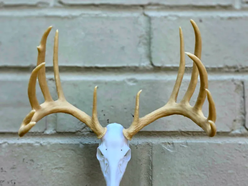 Milo Hanson Replica Antler Set - BAS Skulls