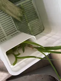 加高款,17cm高