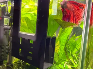 Betta home (with or without handles)