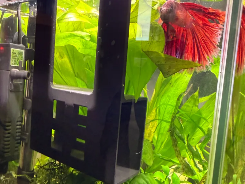 Betta home (with or without handles)