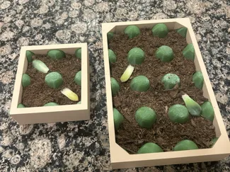 Large and Small Succulent Propagation Tray