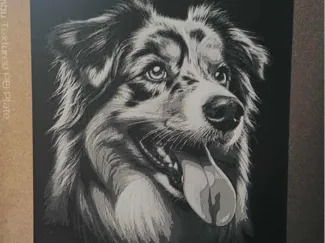 Australian Shepherd