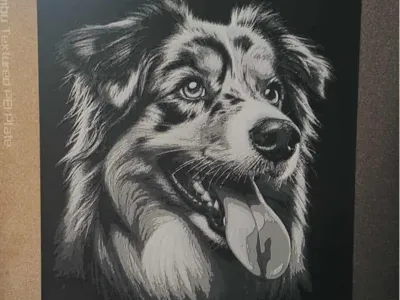 Australian Shepherd