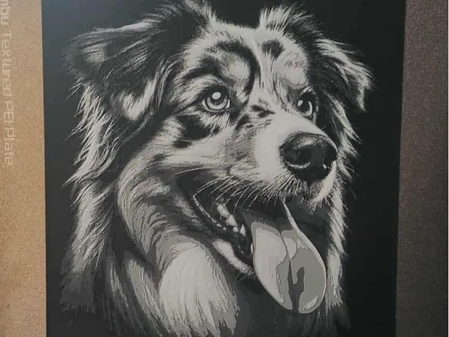 Australian Shepherd
