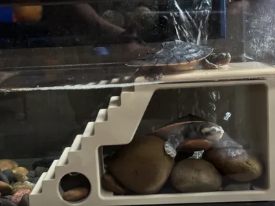 tortoise dock