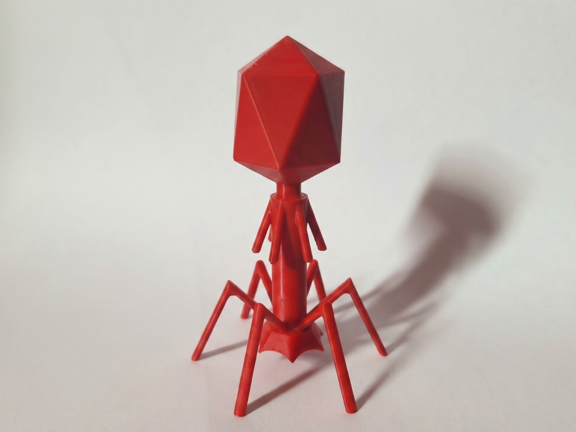 Bacteriophage T4