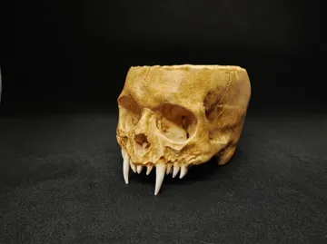 Maceta decorativa: Strigoi Skull Bowl / Planter — vista de referencia 3