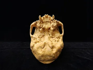 Maceta decorativa: Strigoi Skull Bowl / Planter — vista de referencia 5