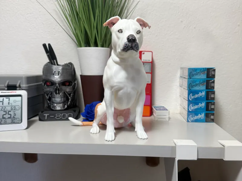 cane pitbull