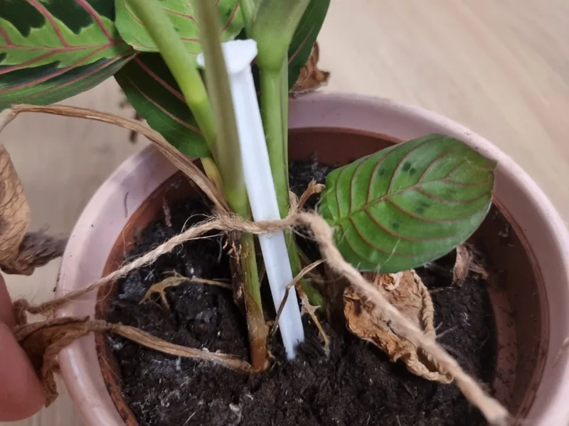 Plant support
